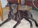 Biete Stafford-Labrador-Mix sucht
