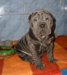 Biete 