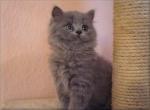 Biete S��er BKH Highlander Kater