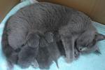 Biete S��e BKH-Babys in blau zu