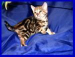 Biete Bengal-K�tzchen