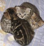 Reinrassige BKH kitten wiskas