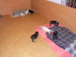 Biete Franz�sische Bulldoggen zum