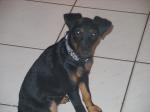 Biete 