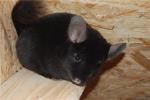 Chinchilla Weibchen