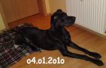 Biete 