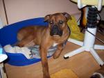 Biete 