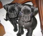 M�nnliche und weibliche Mops Welpen zu verkaufen