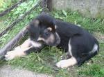 Biete 