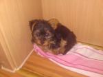 Biete 
