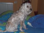 Biete