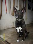 Biete