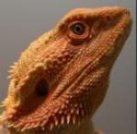 Biete