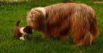 Biete Bearded Collie Welpen