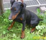 Biete