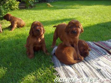 Biete Irisch Setter