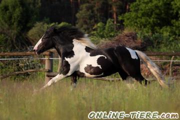 Biete Irish Cob Partbrad, Deckhengst