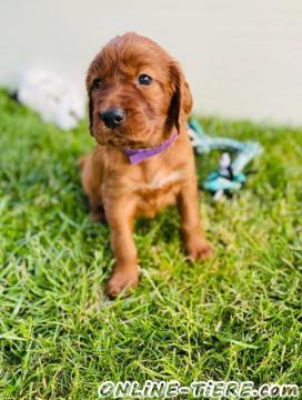 Biete Irish-setter