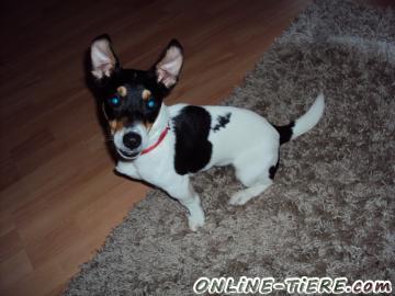 Biete Jack Russel (reinrassig)