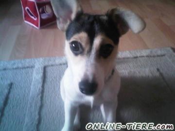 Biete Jack Russel Terrier