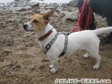 Biete Jack Russel