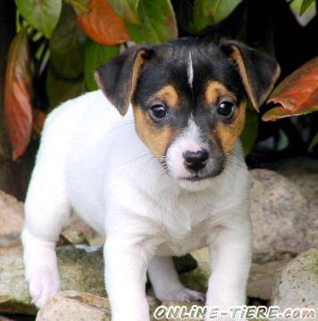 Biete Jack Russell Terrier