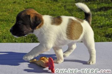 Biete Jack Russell Terrier