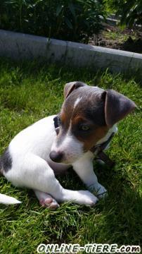 Biete Jack Russell Terrier