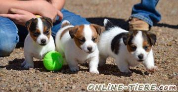 Biete Jack-Russell-Terrier