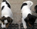 Biete Jack-Russell-Terrier