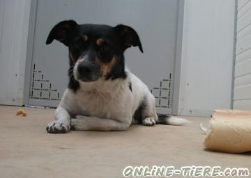 Biete Jack Russell