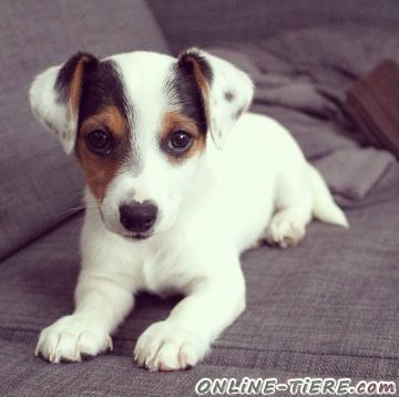 Biete Jack Russell