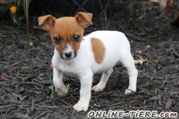Biete Jack Russell