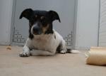 Biete Jack Russell