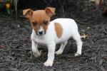 Biete Jack Russell