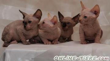 Biete Kanadischer Sphynx