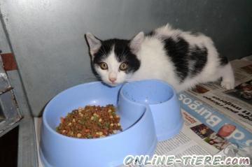 Biete Kater, Kitten, Hauskatze, Mischling