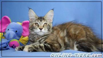 Biete Katze Maine Coon