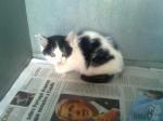 Biete Kitten, Hauskatze, Mischling
