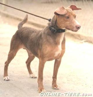 Biete Kl. Podenco-Mischling, R&uuml;de, cca 8 Monate, Gr&ouml;&szlig;e: 35-45 cm
