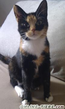 Biete Kurzhaarkatze