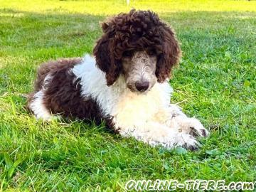 Biete K&ouml;nigspudel Welpen