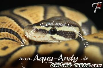 Biete K&ouml;nigspython Python regius