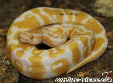 Biete K&ouml;nigspython, Python, Schlange