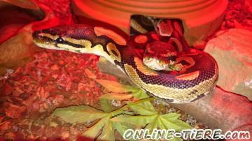 Biete K&ouml;nigspython