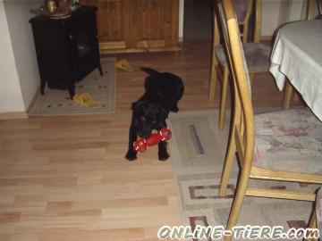 Biete Labraddor-Retriever Mischling