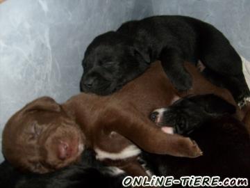 Biete Labrador, Deutsche Dogge, Mischling
