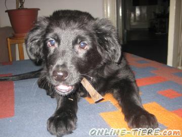 Biete Labrador, Golden Retriever