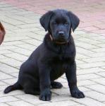 Biete Labrador, Hovawart