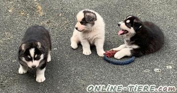 Biete Labrador-Husky-Mix Welpen